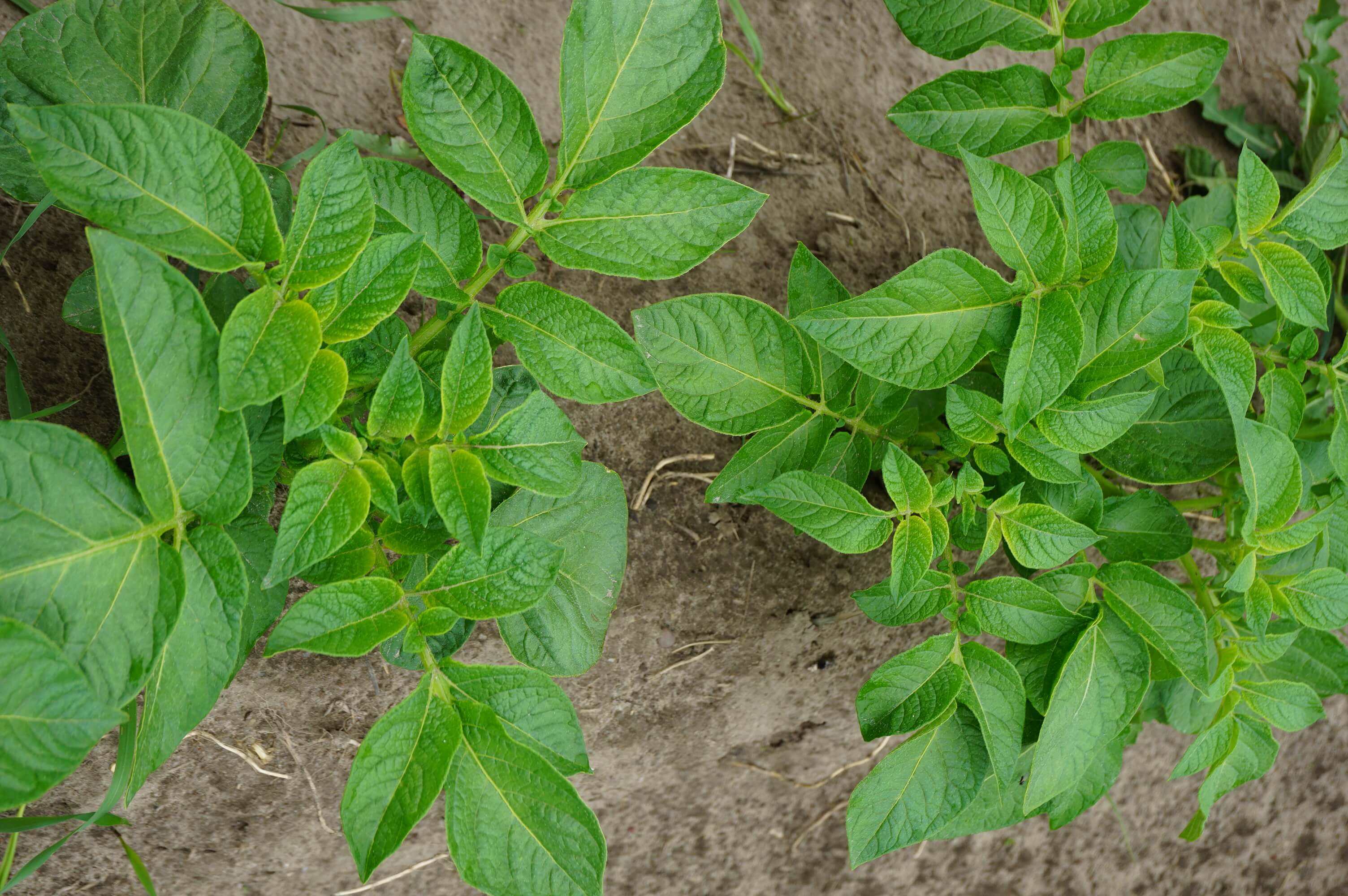 01.06.2020</br> Denar